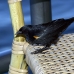 blackbird_shouldered_tawny_jar_h_0430_cub1155.jpg